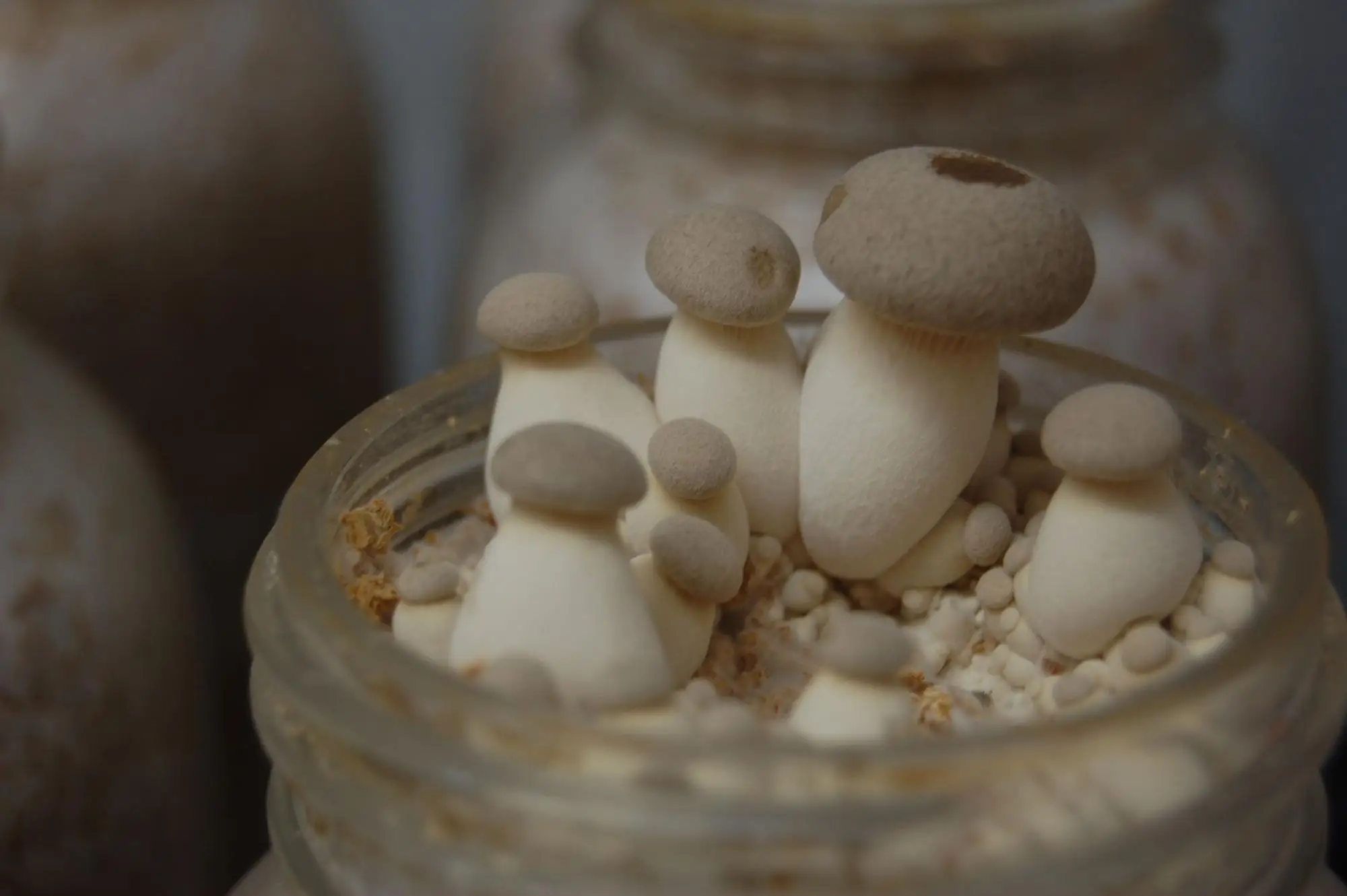 Detan Eryngii Mushroom Logs/mushroom Seeds For Sale Buy Mushroom