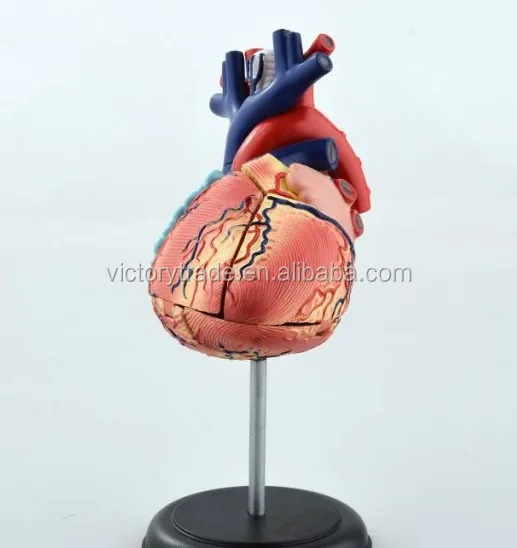 Vhm11 4d Master Plastic Human Body Parts Heart Assembled Model Buy