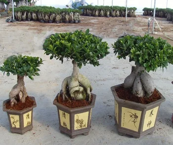 Ficus Microcarpa - Buy Ficus Microcarpa,Ficus Ginseng ...