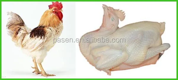 Mejor Pollo Desplumado Precio De La Maquina Desplumado Pollo Maquina De Dedo De Goma Pollo Desplumado Maquina Buy Maquina De Eliminacion De Pollos Dedo De Goma Para Maquina De Eliminacion De Pollos Maquina De Desplumar