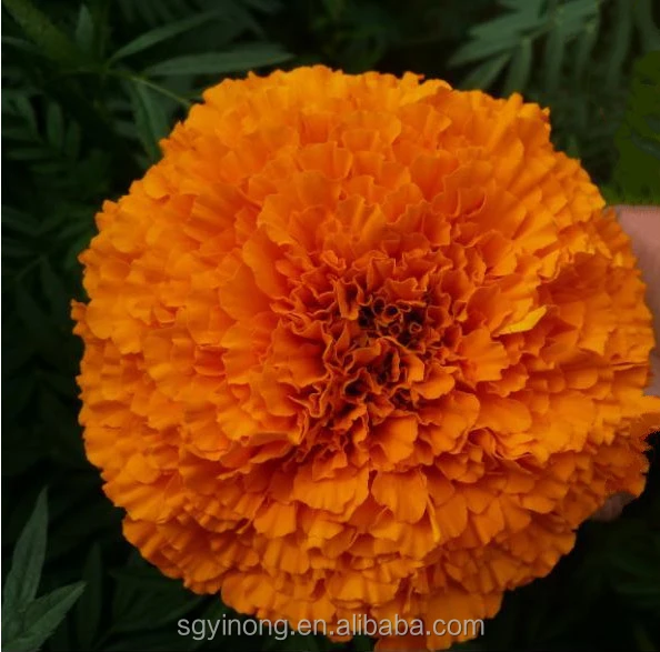 marigold f1 seeds