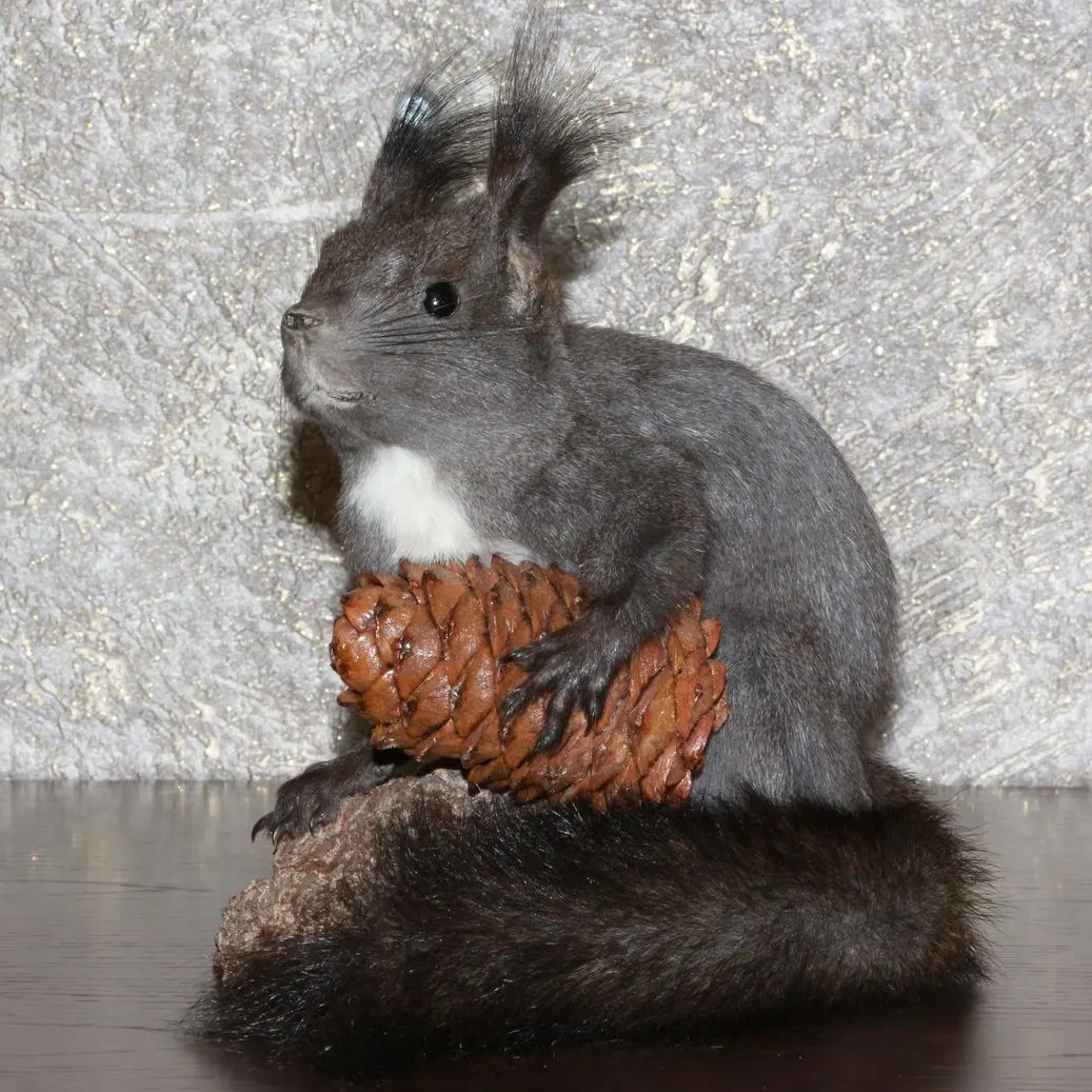 stuffed squirrel taxidermy for sale