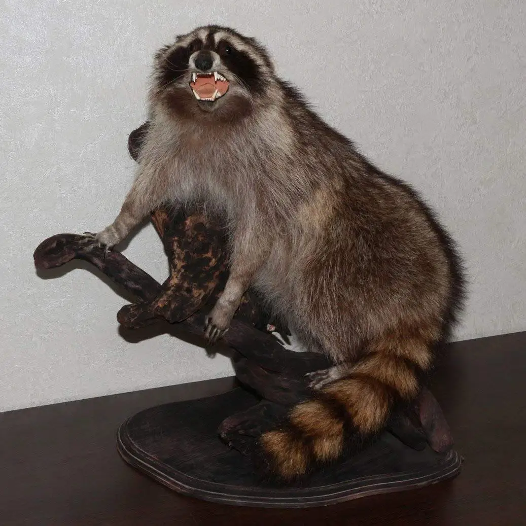 stuffed raccoon taxidermy