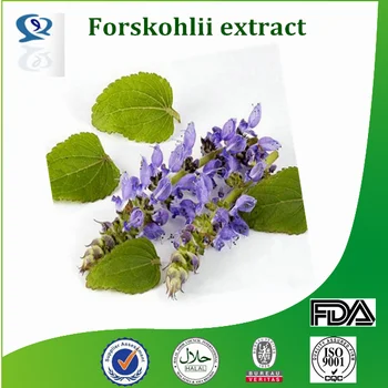 forskolin plant for sale forskolin plant for sale