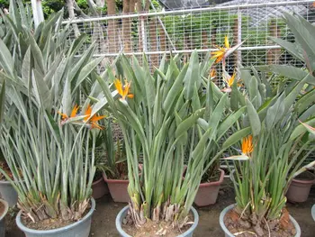 Strelitzia Reginae Oiseau De Paradis Plantes Dintérieur Buy Strelitzia Reginaestrelitzia Reginaestrelitzia Reginae Product On Alibabacom