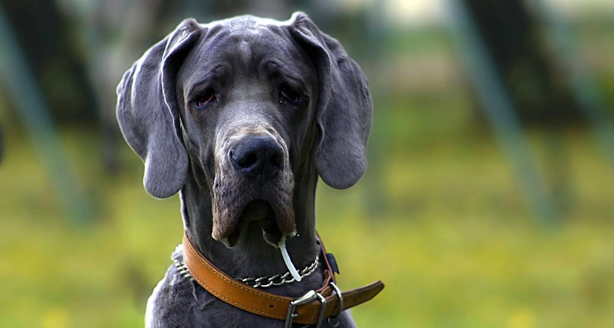 2021 new contrast color designer pet dog collar leather - buy