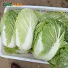 Export cheap price custom absorbent polymer chinese cabbage