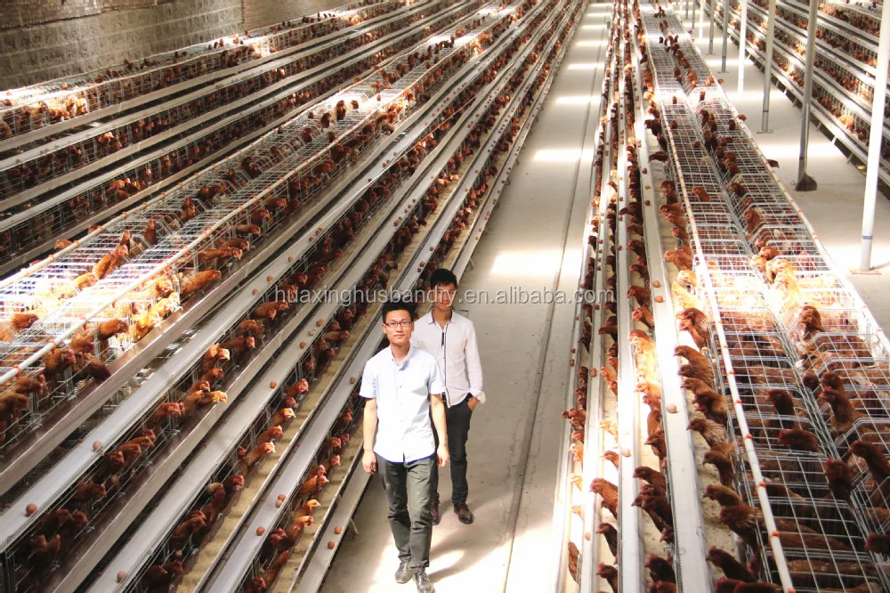 Batteries Hen Used Chicken Breeding Cages/poultry Control