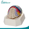 Vivid Cerebral Cortex Functional Localization model, Anatomy Brain Model