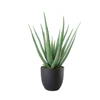 PE Artificial aloe plant ultimate aloe, olive aloe for sale