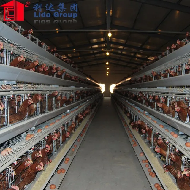 High-quality commercial poultry sheds for sale manufacturers for poultry farm-15