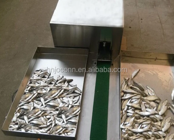 Automatic Fish Cleaning Machine - Efficient & Hygienic