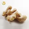 chinese mature super fresh ginger indian
