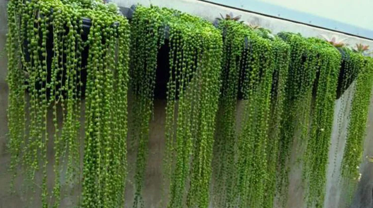 ifg green string of pearls artificial