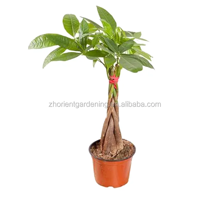 braided_money_tree_800x