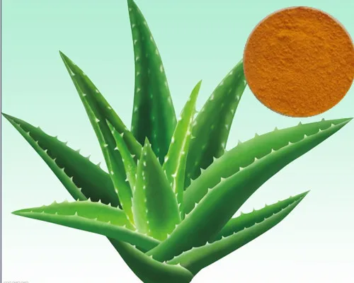 1000+ Gambar Daun Lidah Buaya Paling Keren 1000+ Gambar Daun Lidah Buaya Paling Keren