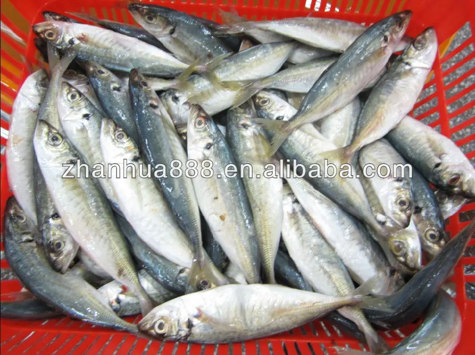 Canned Jack Mackerel Tin Fish Scad Mackerel Horse Mackerel Buy Jack