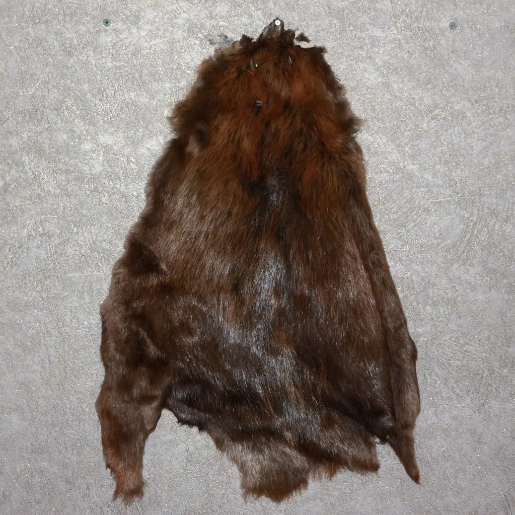 Buy EURASIAN BEAVER TANNED FUR PELT FOR SALE HIDE, SKIN CASTOR in