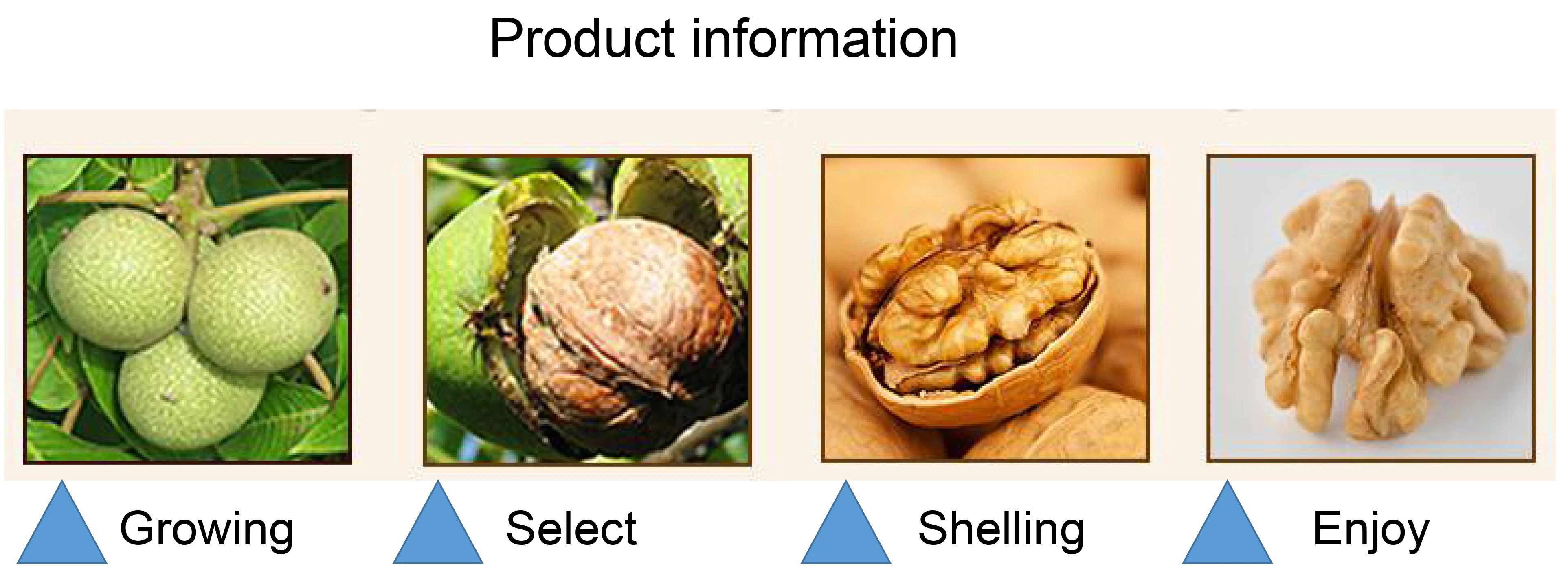 Halves Walnut Kernel/ walnut without shell/butterfly walnut kernel China Xinjiang dry nuts