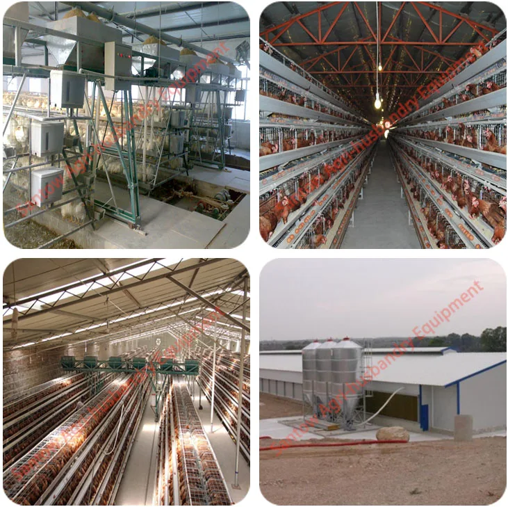 Antirust Laying Hen Used Cages For Sale / Commercial Chicken Farm