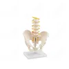 Human Large Pelvis Model With 5 Lumbar Vertebrae Spine Skeleton Model