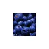 Bilberry fruit herbal extract good for eyes bilberry blueberry anti oxidant