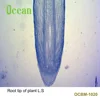 Corn Root tip of plant L.S Individual high quality Senior high schools plant slides