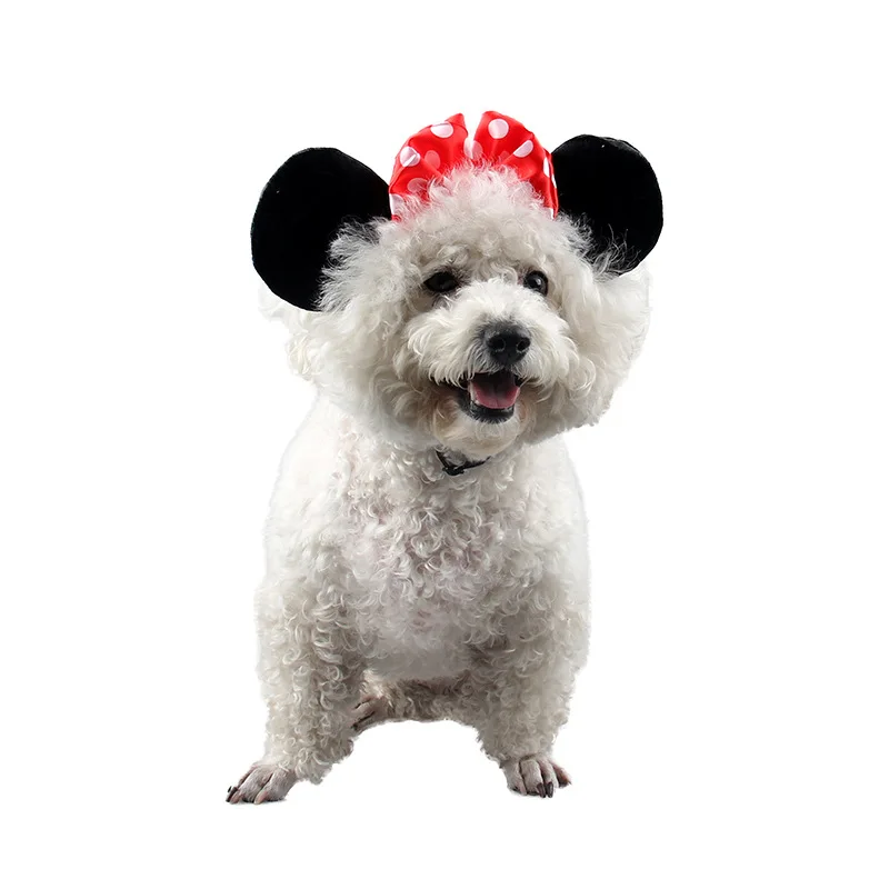 bichon frise accessories