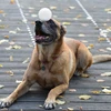 2017 eletronic fancy dog toys robot ball Swalle robotic ball controlled with free app robotic ball download google play store