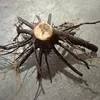 strong survive dry resistant fast growing paulownia tree seedling for forest