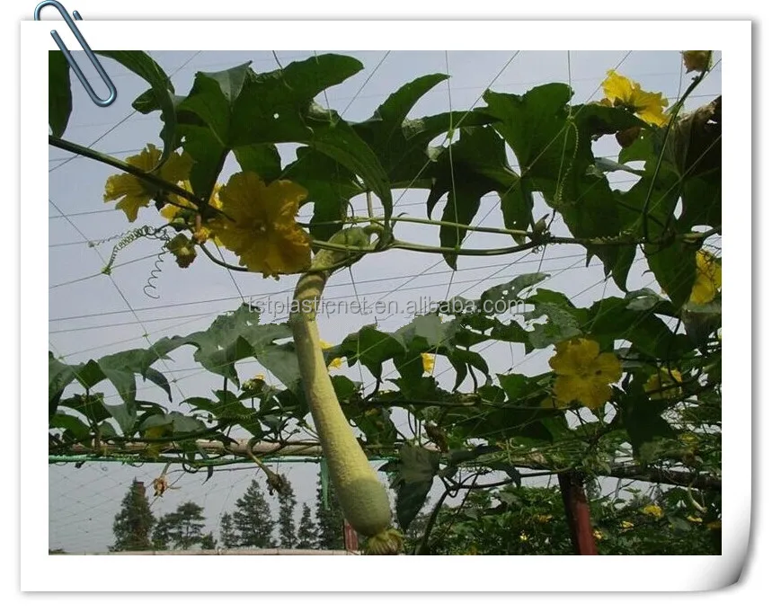 Pp plant. Brugmansia Candida. Огурец альпинист.