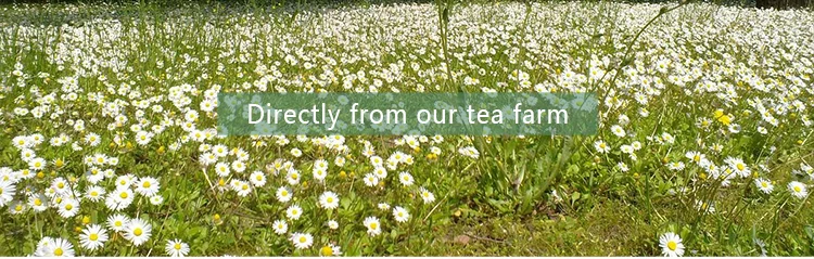 wild chrysanthemum.png