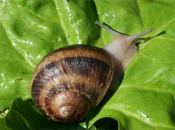 Helix Aspersa Maxima - Buy Snails Heli Maxima Mullers Aspersa Product