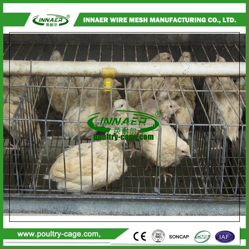 Available For One Layer Or Layers Adjustment Quail Laying Cage Buy Quail Laying Cage,Quail