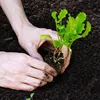 New harvest Hybrid vegetable growing seeds lettuce seeds
