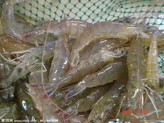 shrimp