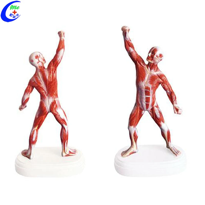anatomical model muscle