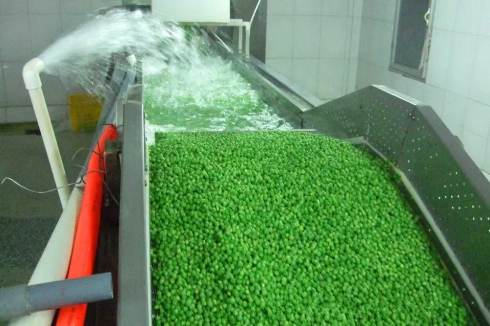 2019 New Season Green Pea Processing Plant And Frozen Green Pea Bulk