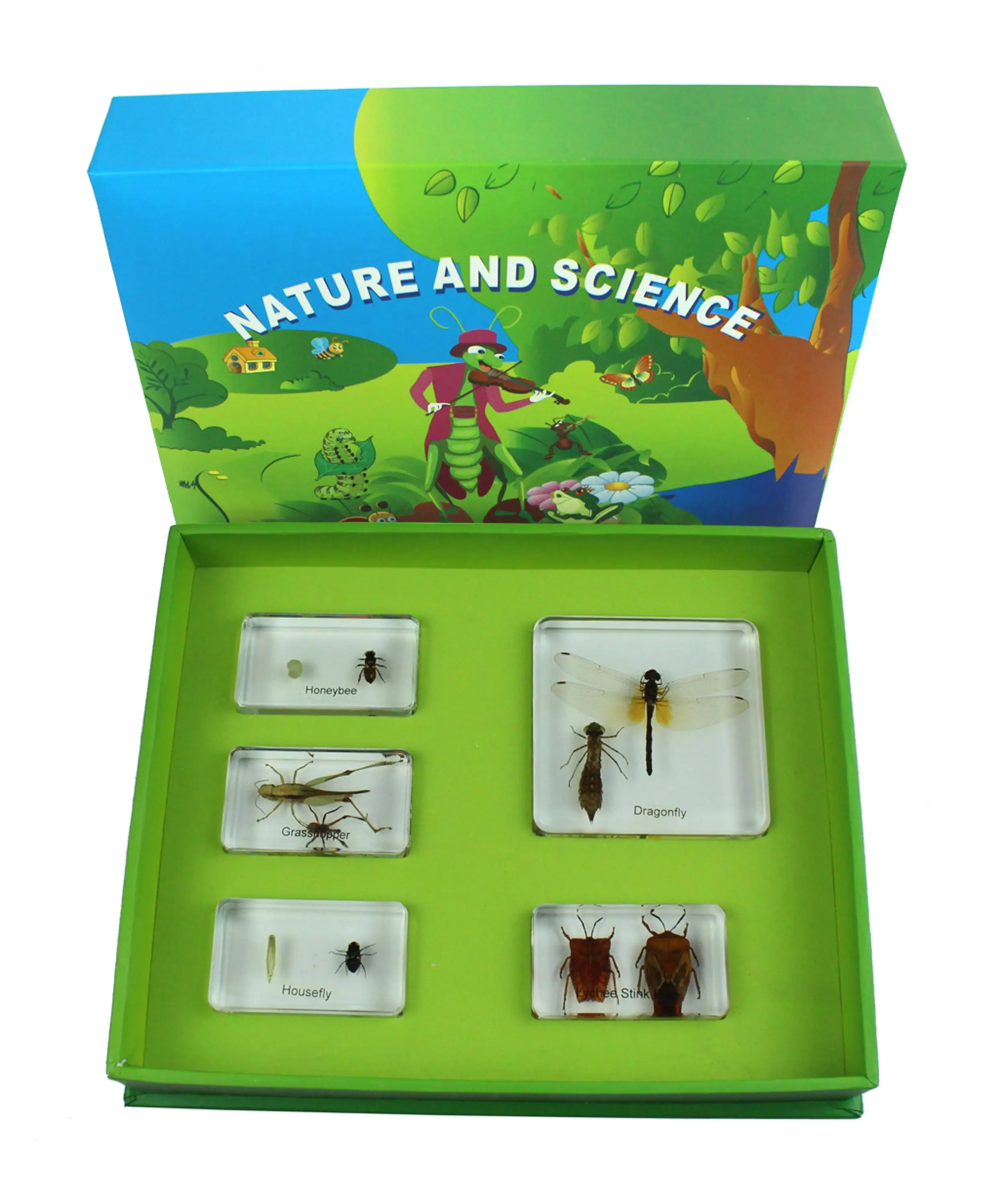 High Transparency Larva And Adult Of Insect Kit Set School Teaching