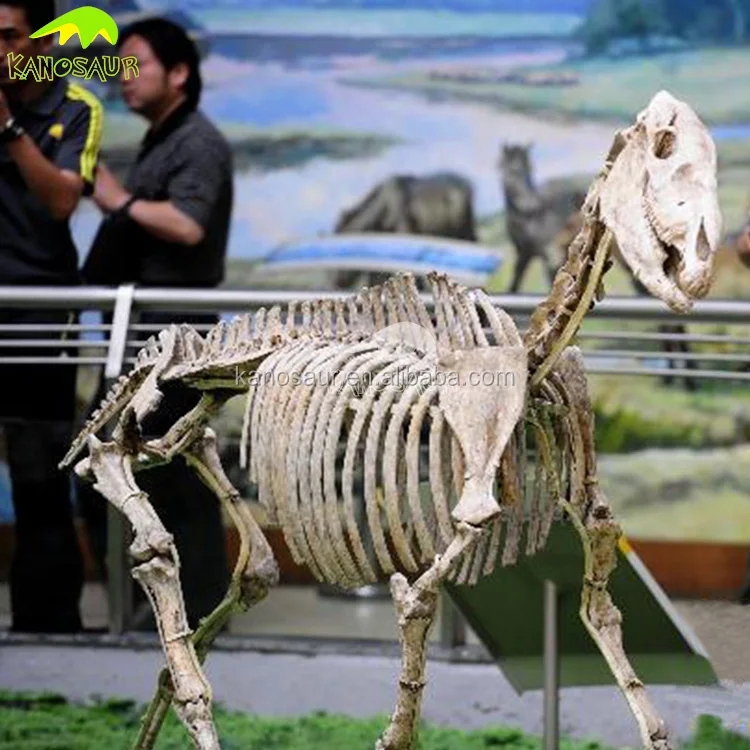 KANOSAUR1992 Wissenschaft Zentren Kinder Attraktion Life Size Horse Skeleton
