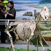 KANOSAUR1992 Science Centers Kids Attraction Life Size Horse Skeleton
