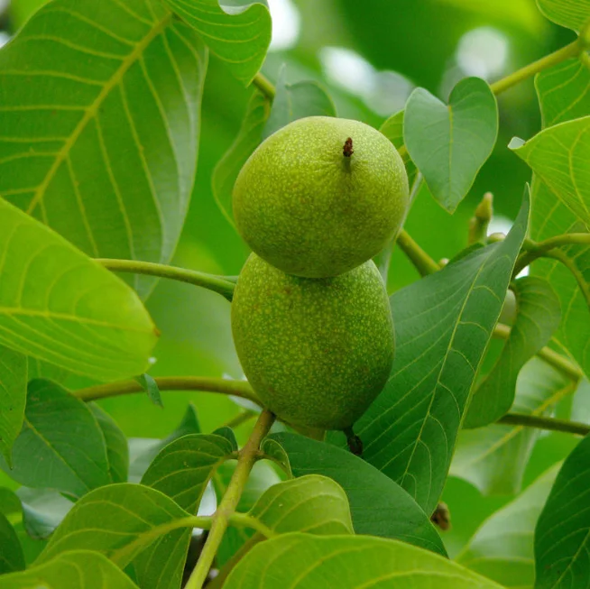 Семена грецкого ореха. Семя грецкого ореха. Семечка грецкого ореха. Walnuts seedling.