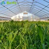 New Design Low Cost Agricultural Greenhouse for Mushroom for Sale