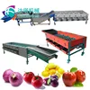 Fresh Garlic and Onion Grading Machine according to the vegetable size to sort