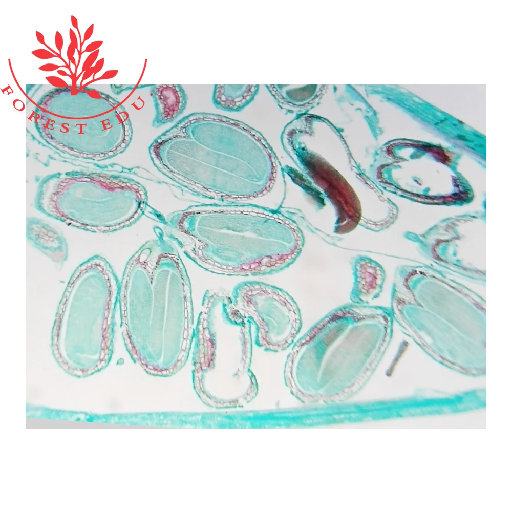 Seeds slides.jpg