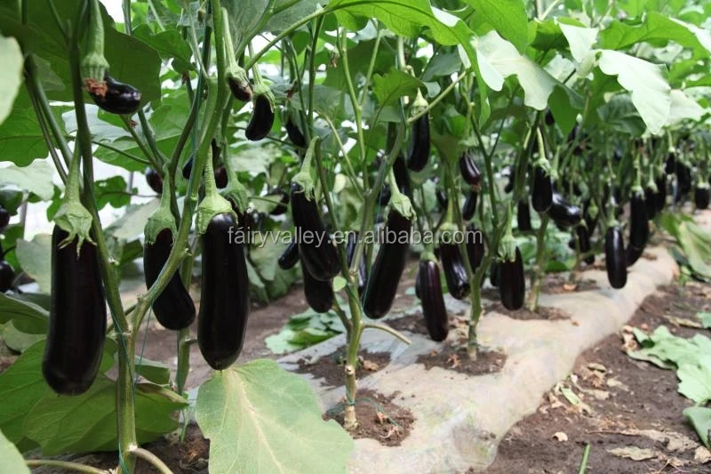 Hybrid F1 High Yield Glossy Black Peel Eggplant Seeds For Sale Green 