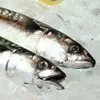 Frozen And Fresh Fish
