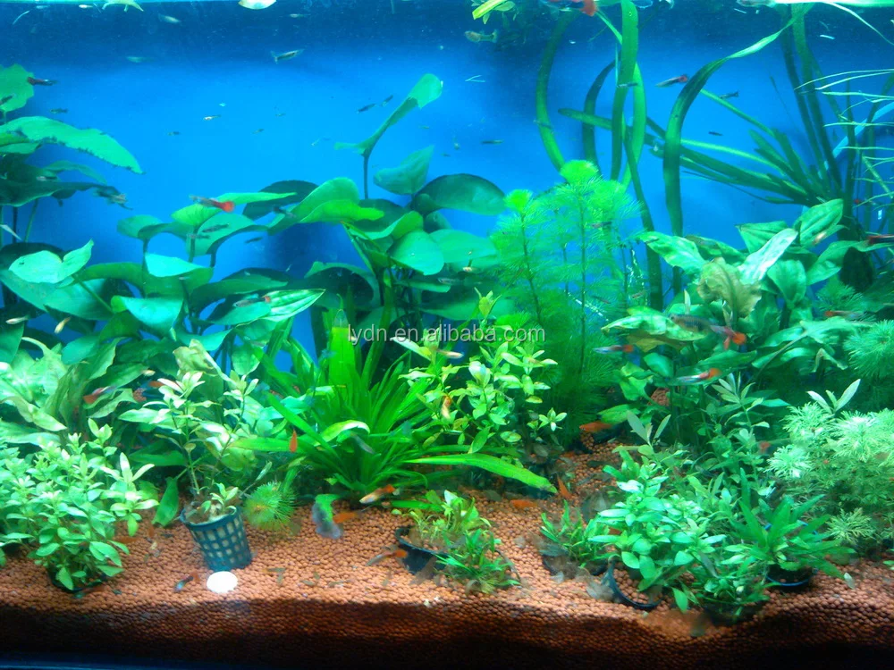 Green Aquarium Gravel - 1000+ Aquarium Ideas