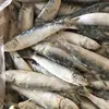 scientific name Sardinella Aurita frozen sardine fish