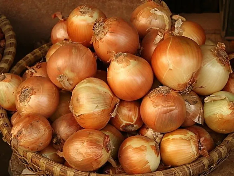 Sri Lanka Onion Buyers/sri Lanka Red Big Onion Importers Buy Red Big
